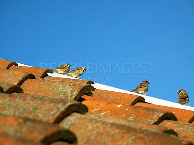 Buy stock photo Sparrow, house and bird on roof with sky background, nature and outside with feathered animal. Springtime, habitat and species as generalist to human environment, nesting and adaptability in morning