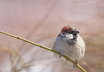 Buy stock photo Bird, house sparrow or twig in nature for break, foraging or search for nest foliage on ground. Young male animal, garden or rest on stick from flight, habitat creation or looking for mate in Denmark