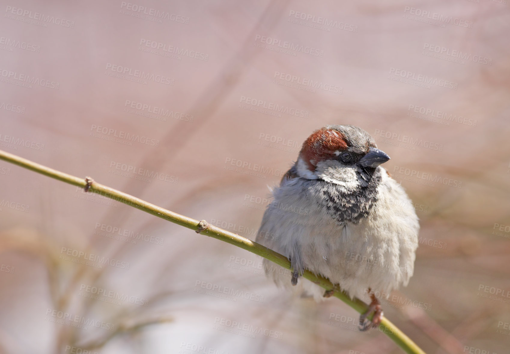 Buy stock photo Bird, house sparrow or twig in nature for break, foraging or search for nest foliage on ground. Young male animal, garden or rest on stick from flight, habitat creation or looking for mate in Denmark