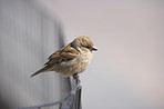 Beautiful sparrows 