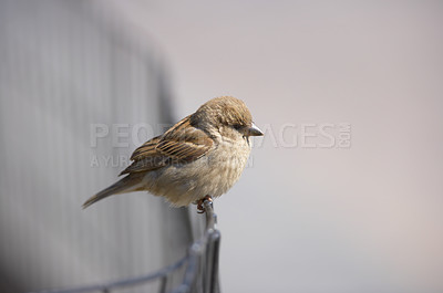 Buy stock photo A photo of sparrow