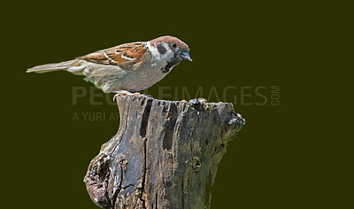 Buy stock photo A photo of sparrow