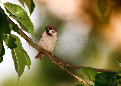 Buy stock photo Bird, tree sparrow and twig in nature for break, foraging or search for nest foliage in forest. Small male animal, garden or rest on stick from flight, habitat creation or looking for mate in Denmark