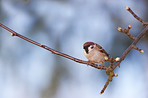 Beautiful sparrows 