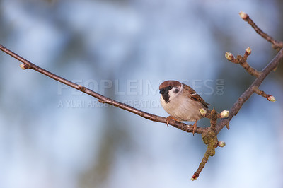 Buy stock photo A photo of sparrow