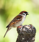 Beautiful sparrows 