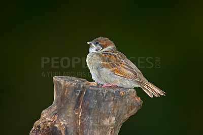 Buy stock photo Bird, nature and sparrow on tree with balance for ornithology, foraging or search for shelter in forest. Empty, nest and feather animal with break for environment, ecosystem or wildlife habitat