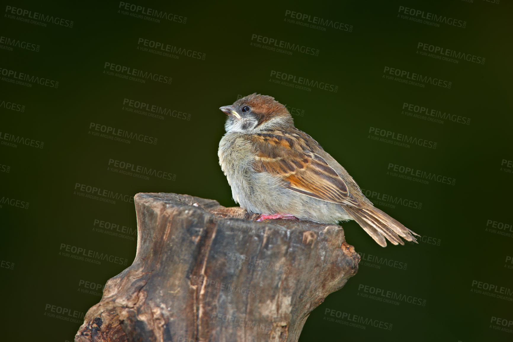 Buy stock photo Bird, nature and sparrow on tree with balance for ornithology, foraging or search for shelter in forest. Empty, nest and feather animal with break for environment, ecosystem or wildlife habitat