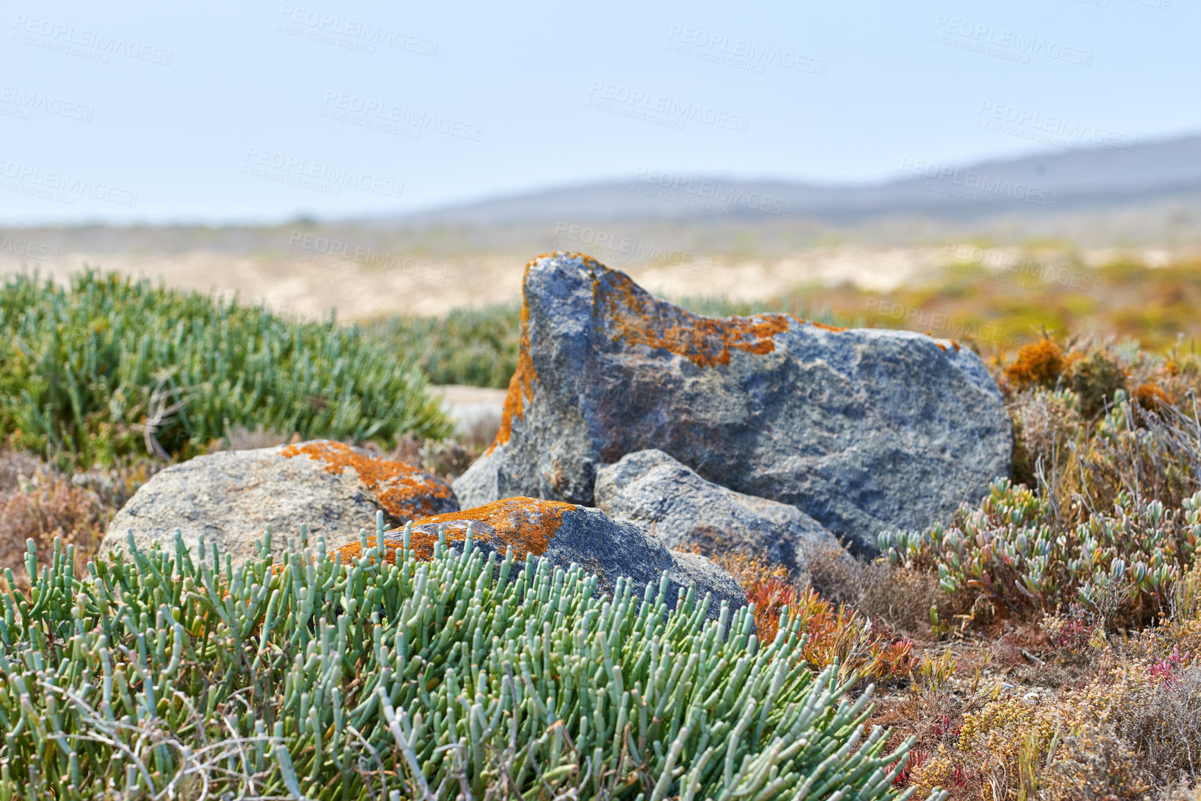 Buy stock photo Fynbos plants growing in remote landscape around granite rock in Cape Town, South Africa. Scenic view of detailed environment and copyspace background. Nature reserve of indigenous succulents