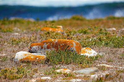 Buy stock photo Landscape of boulders and wild grass growing on a coastal hillside in a nature reserve. Indigenous South African plants beside the sea. Fynbos growing by moss covered rocks near Hout Bay in Cape Town