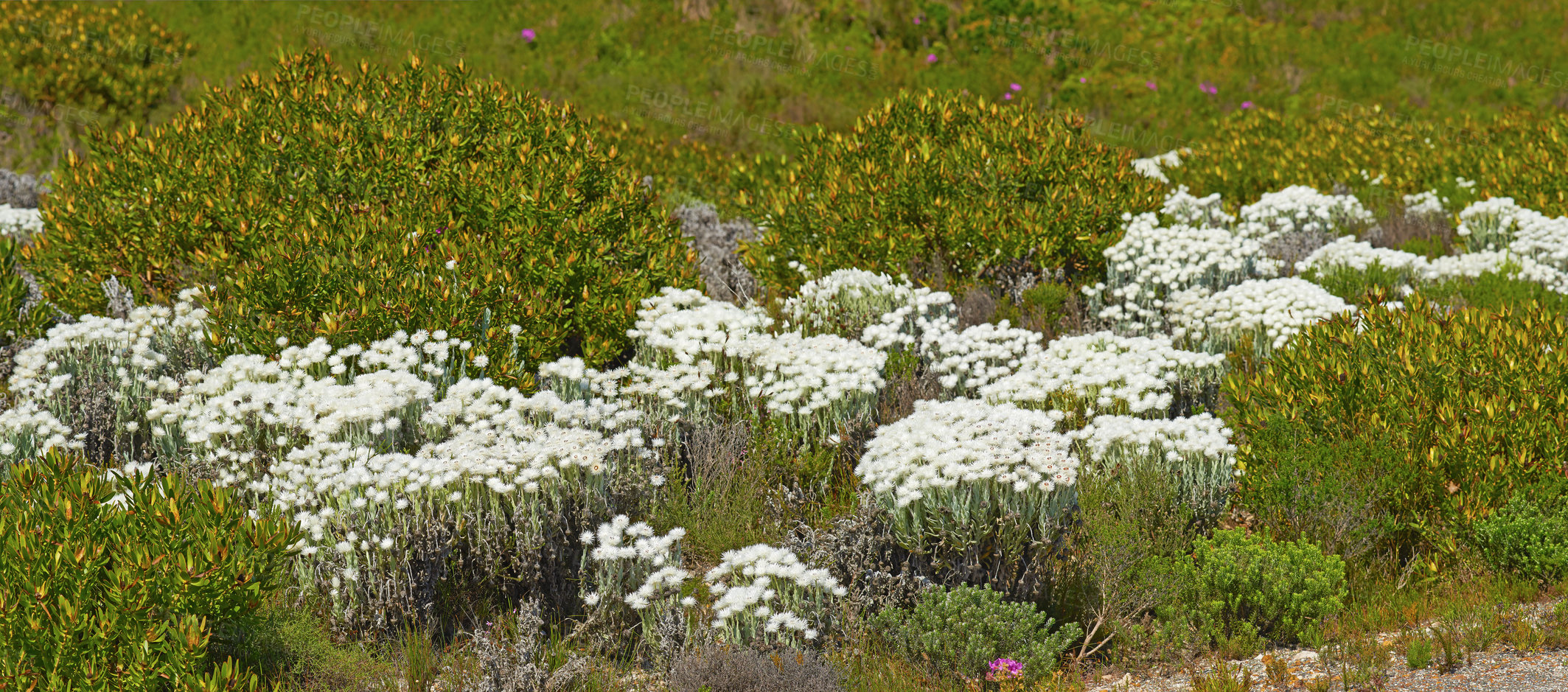 Buy stock photo Fynbos in Table Mountain National Park, Cape of Good Hope, South Africa. Closeup of scenic landscape environment with fine bush indigenous plant and flower species growing in a nature reserve
