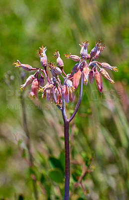 Buy stock photo Closeup of a budding flower outdoors in nature. Fynbos in Table Mountain National Park in Cape Town, South Africa. A beautiful plant with buds growing during the summer or spring season in a garden