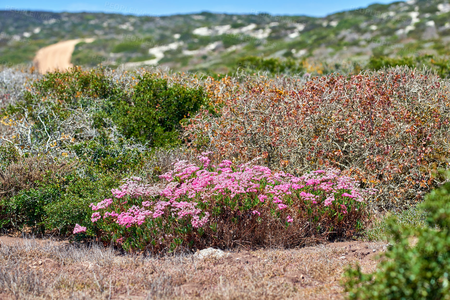 Buy stock photo Fynbos in Table Mountain National Park, Cape of Good Hope, South Africa. Closeup of scenic landscape environment with fine bush indigenous plant and flower species growing in a nature reserve