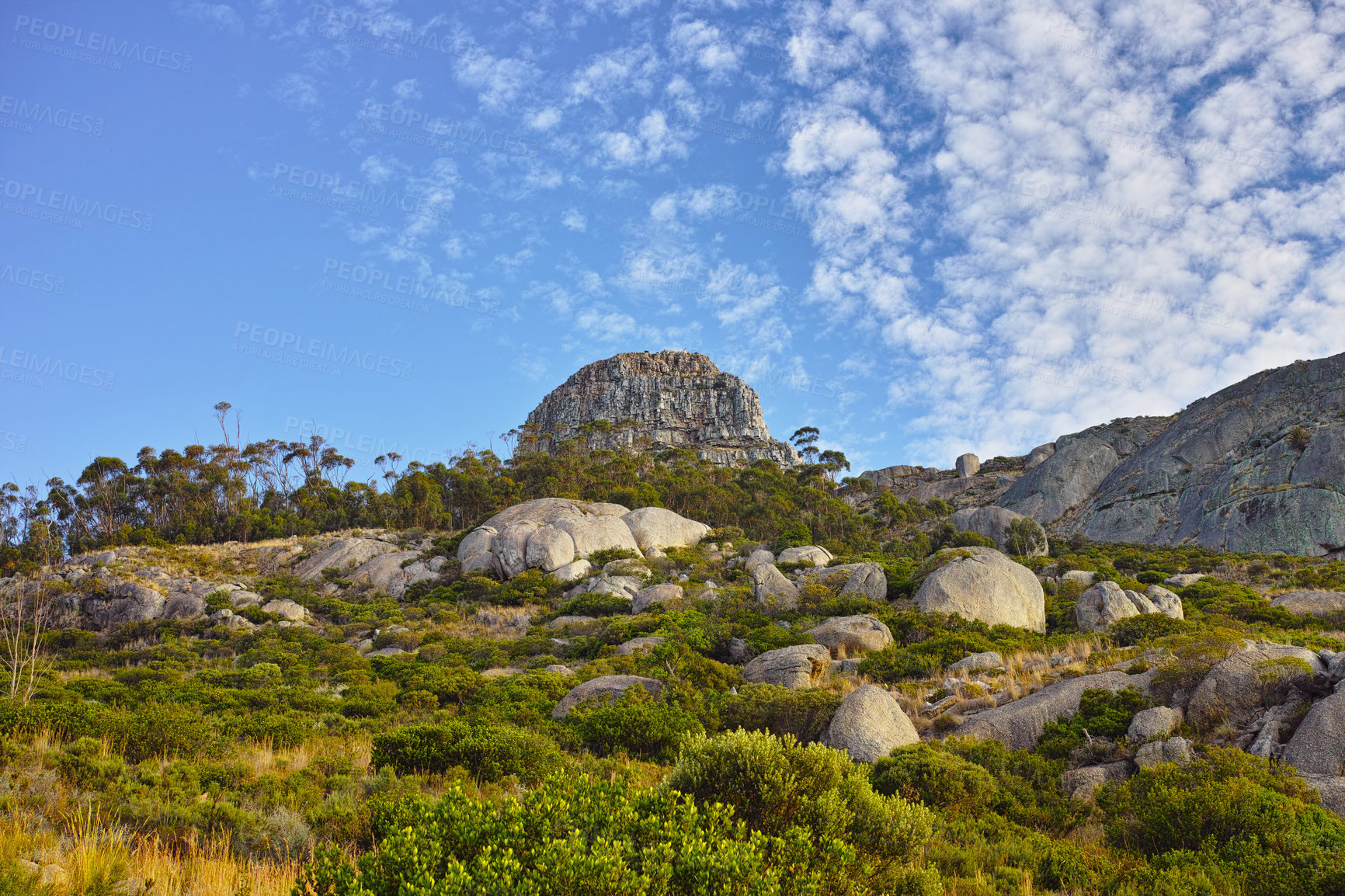 Buy stock photo Fynbos in Table Mountain National Park, Cape of Good Hope, South Africa. Closeup of scenic landscape environment with fine bush indigenous plant and flower species growing in a nature reserve 