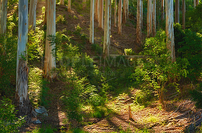 Buy stock photo Landscape of a beautiful forest with bright sunlight in the morning. Many tall trees with trunks of pine in the woods at sunset. A green forest for hiking and exploring close to Cape Town