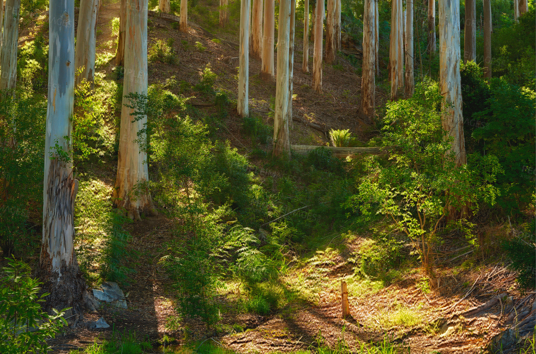 Buy stock photo Landscape of a beautiful forest with bright sunlight in the morning. Many tall trees with trunks of pine in the woods at sunset. A green forest for hiking and exploring close to Cape Town