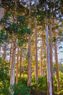 Buy stock photo Sunset forest close to Cape Town, South Africa. Wild forest with green foliage under the trees. Bush growing between trees on a beautiful sunny evening just before sunset on a natural lush landscape