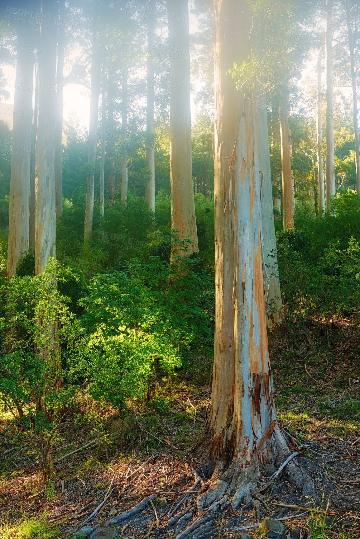 Buy stock photo A green forest for hiking and exploring close to Cape Town, South Africa. Landscape of a forest with bright sunlight at sunset. Many tall trees with trunks of pine in the woods at sunset.