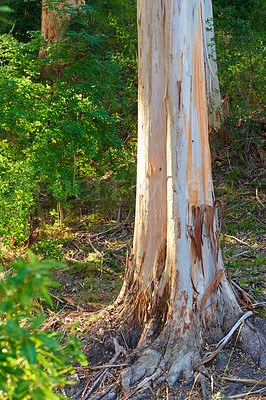 Buy stock photo View of damaged and illegally stripped bark off forest tree used for fires, medicine and traditional rituals. Destruction to nature during recreation adventure through remote woods and mother nature