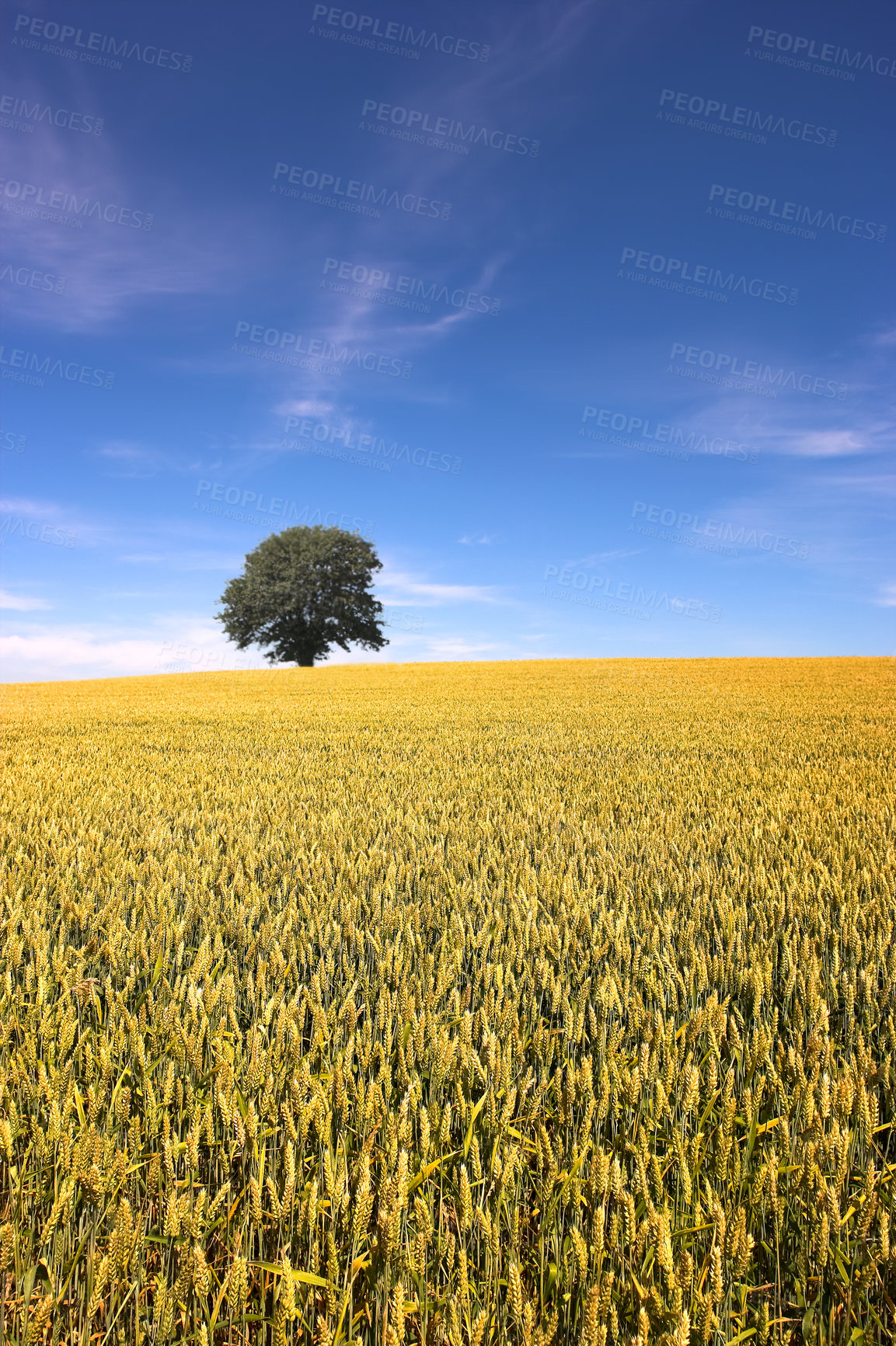 Buy stock photo Landscape, blue sky and tree in corn field for farming, sustainability and outdoor in nature. Crop or wheat, growth and agriculture in countryside and eco friendly development for nutrition or health