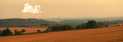 Buy stock photo Landscape, sunset and trees in corn field for farming, sustainability and outdoor in nature. Crop or wheat, growth and agriculture in countryside and eco friendly development for banner or health