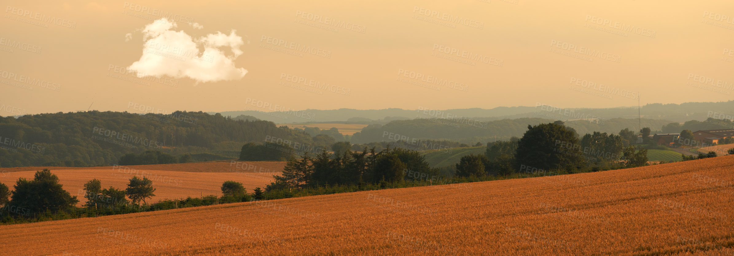 Buy stock photo Landscape, sunset and trees in corn field for farming, sustainability and outdoor in nature. Crop or wheat, growth and agriculture in countryside and eco friendly development for banner or health