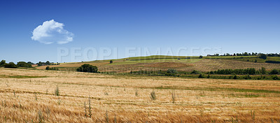 Buy stock photo Landscape, blue sky and trees in corn field for farming, sustainability and outdoor in nature. Wheat or banner, growth or agriculture in countryside for eco friendly development in meadow with hills 