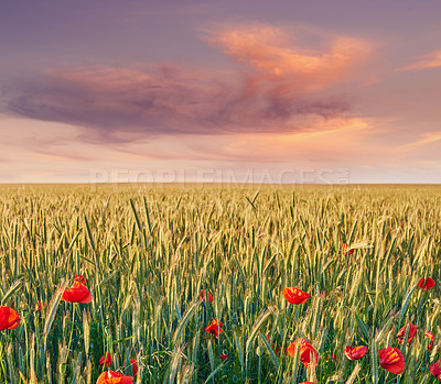 Buy stock photo Red poppy, nature and field outdoor with sky background, flowers and flora botany or ecology environment. Natural opium, medical plant and vibrant color or blooming, poisonous and outside in spring
