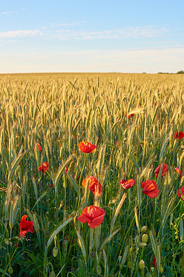 Buy stock photo Red poppy, nature and field outside with sky background, flowers and flora botany or ecology environment. Natural opium, medical plant and vibrant color or blooming, poisonous and bloom in spring