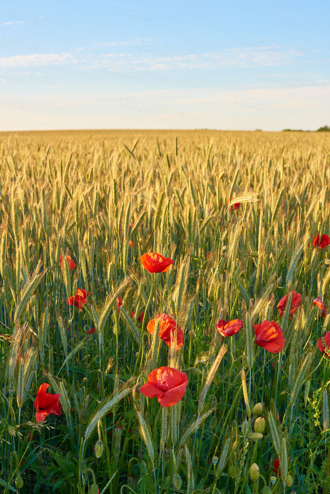 Buy stock photo Red poppy, nature and field outside with sky background, flowers and flora botany or ecology environment. Natural opium, medical plant and vibrant color or blooming, poisonous and bloom in spring