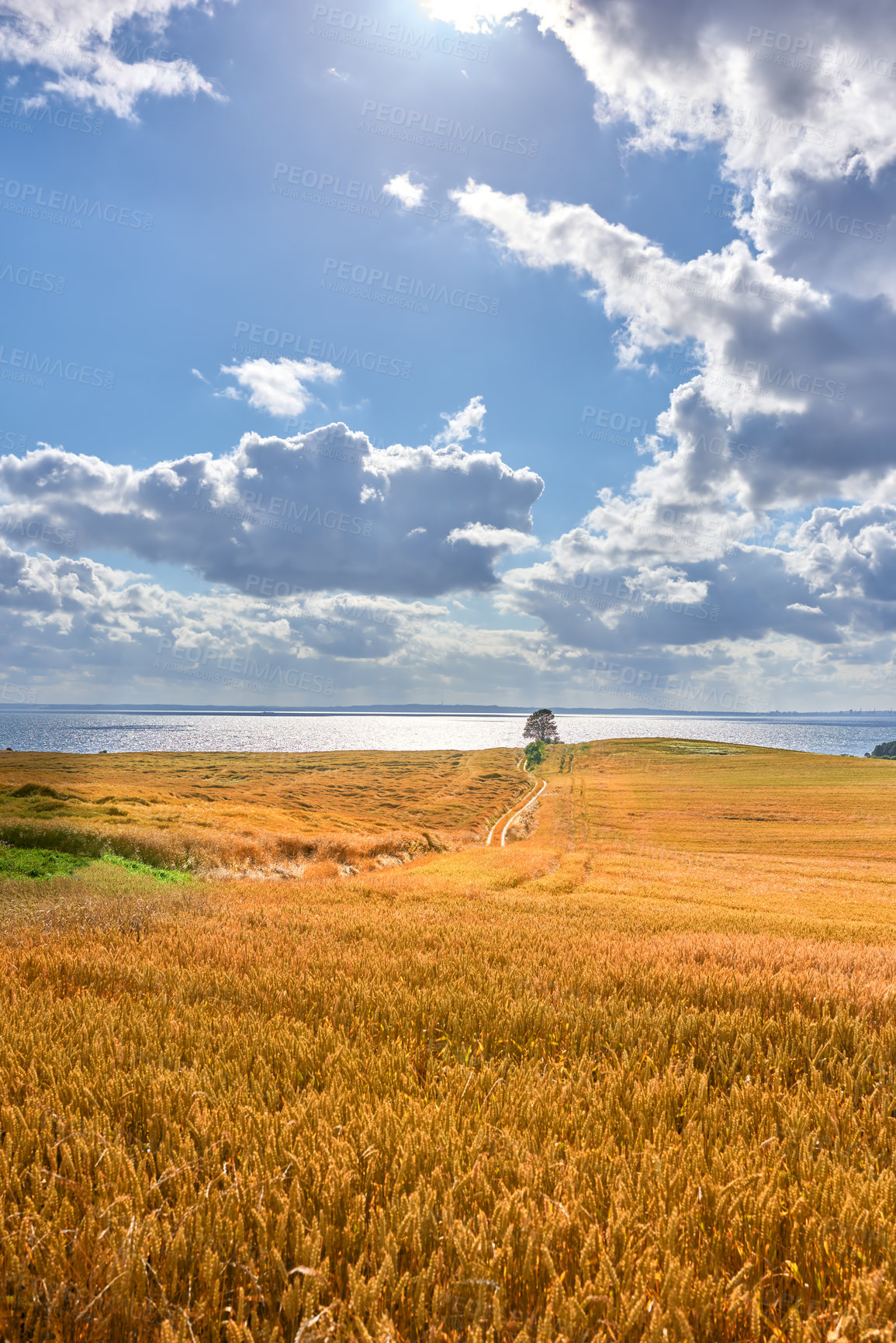 Buy stock photo Wheat field, clouds and blue sky in nature for agriculture, sustainability or harvest in countryside. Ecology, crop and grain development on farm for environment, landscape or growth in Poland