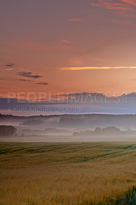 Buy stock photo Sunset, landscape and fog in wheat field with trees, clouds and sustainability in nature. Environment, crop or plants and agriculture in countryside or evening for farming, outdoor and clean energy