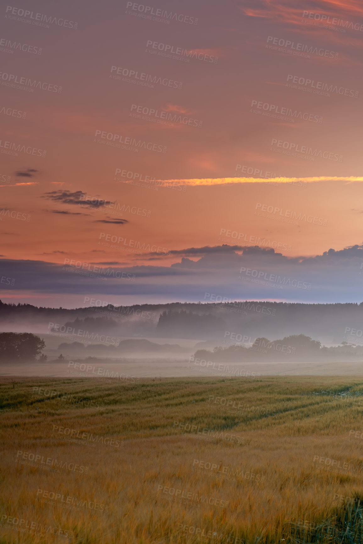 Buy stock photo Sunset, landscape and fog in wheat field with trees, clouds and sustainability in nature. Environment, crop or plants and agriculture in countryside or evening for farming, outdoor and clean energy