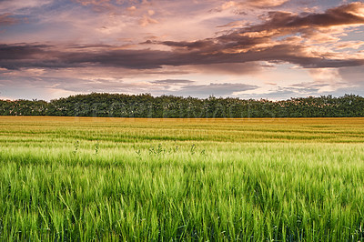 Buy stock photo Landscape, sky and clouds or sunset in field for farming, sustainability and outdoor in nature. Crop or trees, growth and environment in countryside for eco friendly development and agriculture