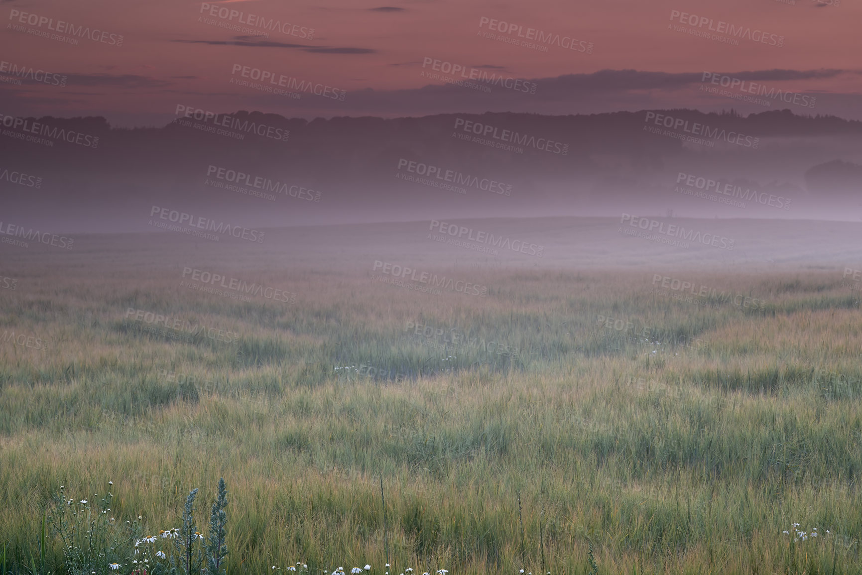 Buy stock photo Morning, misty and countryside sunrise in nature, surreal landscape and or colourful sky or clouds. Purple hue, atmospheric phenomena and rural environment, lush vegetation and calm for growth