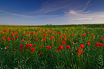 Poppies in the countryside -Denmark