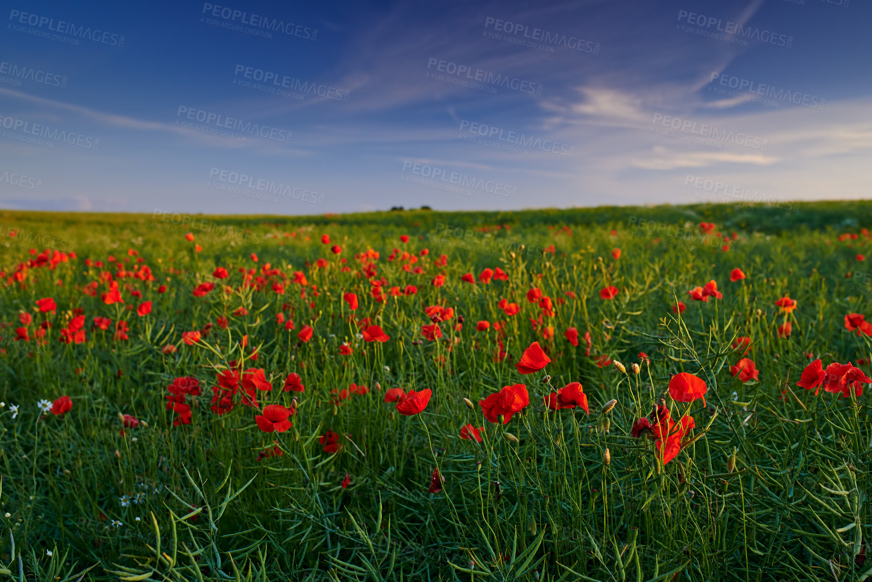 Buy stock photo Red poppies, nature and field outside or sky background, flowers and flora botany or ecology environment. Natural opium, medical plant and vibrant color or blooming, poisonous and outdoor in spring
