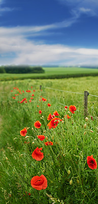 Buy stock photo Bursts of brilliant red poppies in the countryside - Jutland, Denmark