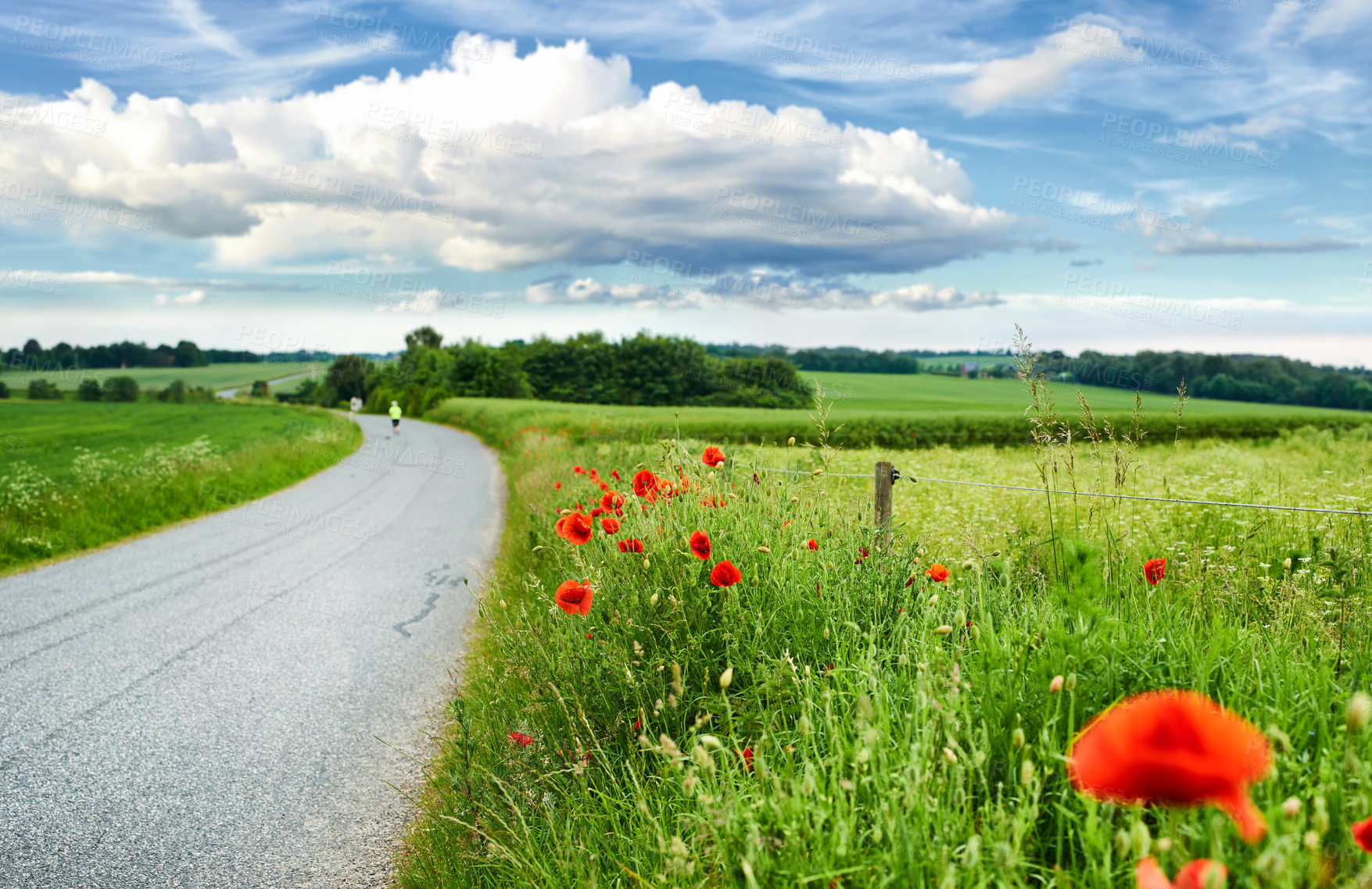 Buy stock photo Red poppies, nature and countryside field with sky background, flowers and flora botany or environment. Natural opium, medical plant and vibrant color or blooming, poisonous and road path in spring
