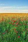 Poppies in the countryside -Denmark