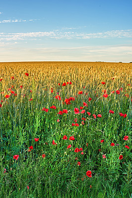 Buy stock photo Red poppy, spring and field with sky background in nature, flowers and flora botany or ecology environment. Natural opium, medical plant and vibrant colour or bloom, poisonous and outside vegetation
