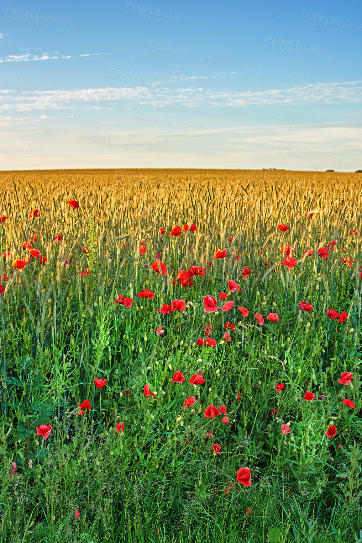 Buy stock photo Red poppy, spring and field with sky background in nature, flowers and flora botany or ecology environment. Natural opium, medical plant and vibrant colour or bloom, poisonous and outside vegetation
