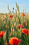 Poppies in the countryside -Denmark