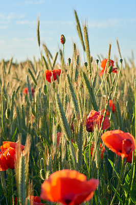 Buy stock photo Red poppy, spring and nature in field, flowers and flora botany or ecology environment. Natural opium, medical plant and vibrant colour or blooming, poisonous and outside vegetation with sky
