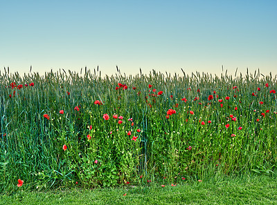 Buy stock photo Red poppy, nature and sky with shrubs, flowers and flora botany or ecology environment. Natural opium, medical plant and vibrant colour or blooming, poisonous and outside in spring field for growth
