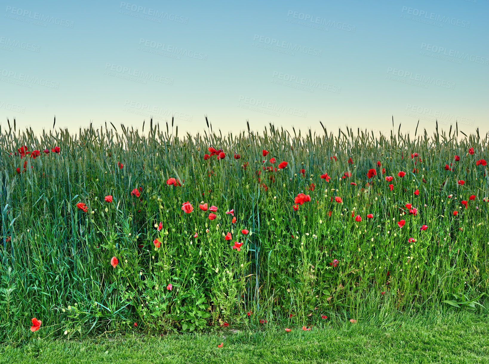 Buy stock photo Red poppy, nature and sky with shrubs, flowers and flora botany or ecology environment. Natural opium, medical plant and vibrant colour or blooming, poisonous and outside in spring field for growth
