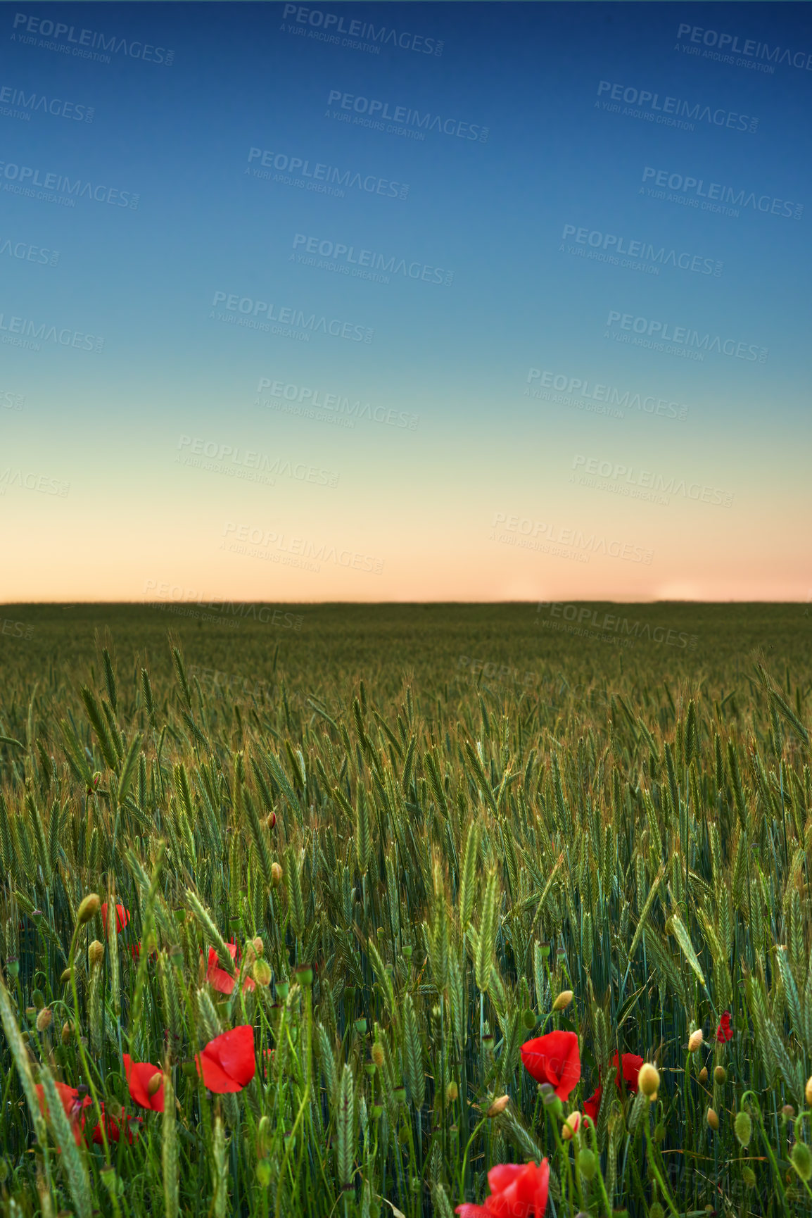 Buy stock photo Red poppy, nature and field in countryside with sky, flowers and flora or ecology environment. Natural opium, medical plant and vibrant color or blooming, poisonous and outside for evening in spring