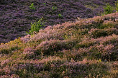 Buy stock photo Lavender, field and landscape in nature or environment with greenery or plants in countryside. Herbal ecology, sustainability and flowers on hill for holistic or natural health and organic cosmetics