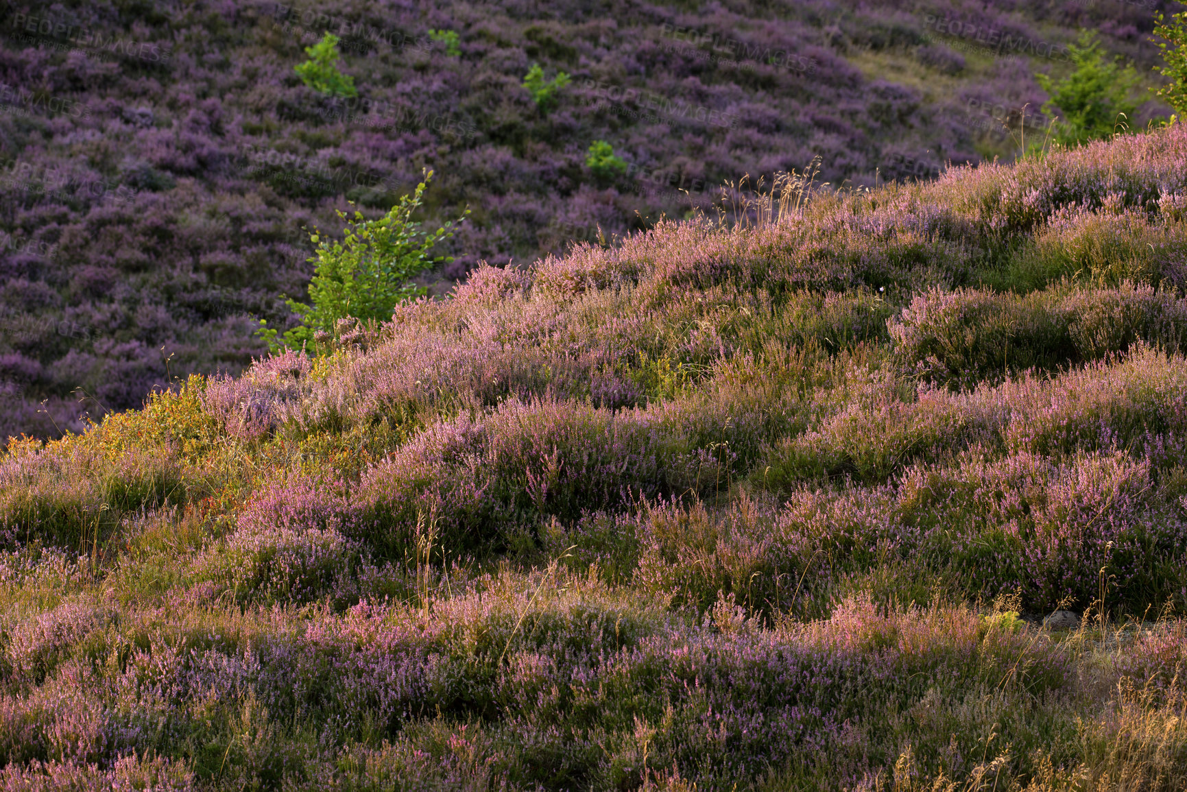 Buy stock photo Lavender, field and landscape in nature or environment with greenery or plants in countryside. Herbal ecology, sustainability and flowers on hill for holistic or natural health and organic cosmetics