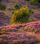 Heather sunset